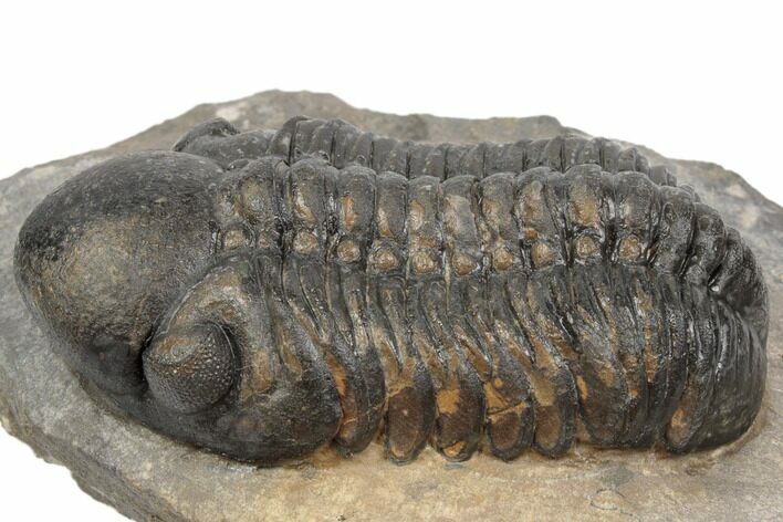 2.5" Detailed Reedops Trilobite - Atchana, Morocco